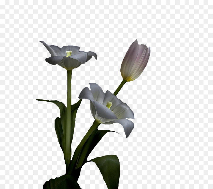 Planta De Haste，Iris PNG