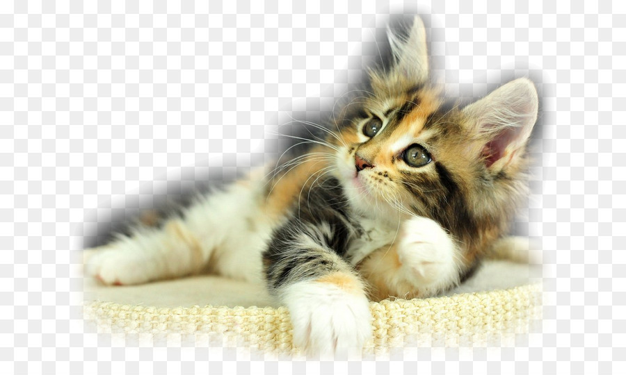 Gatinho，Maine Coon PNG