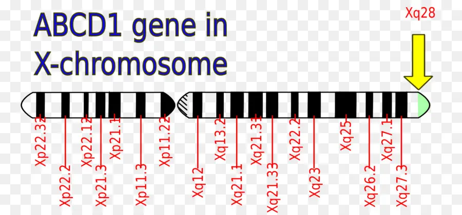 Gene Abcd1，Cromossomo X PNG