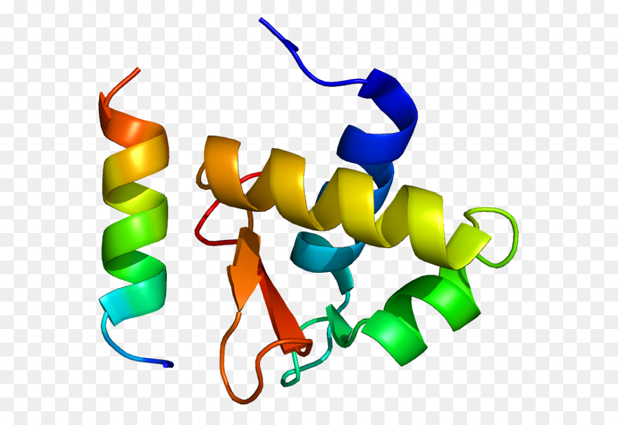 A Replicação De Uma Proteína，Replicação De Proteína A2 PNG