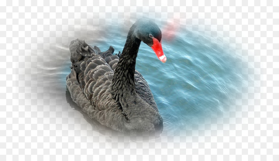 Aves，Cisne Negro PNG