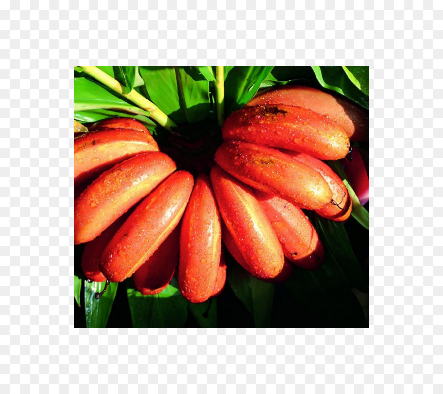 Musa Velutina，Vermelho Banana PNG