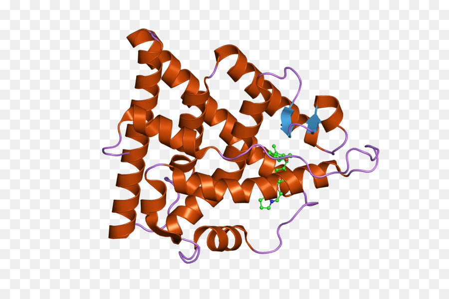Receptor De Estrogênio，Receptor De Estrogênio Alfa PNG