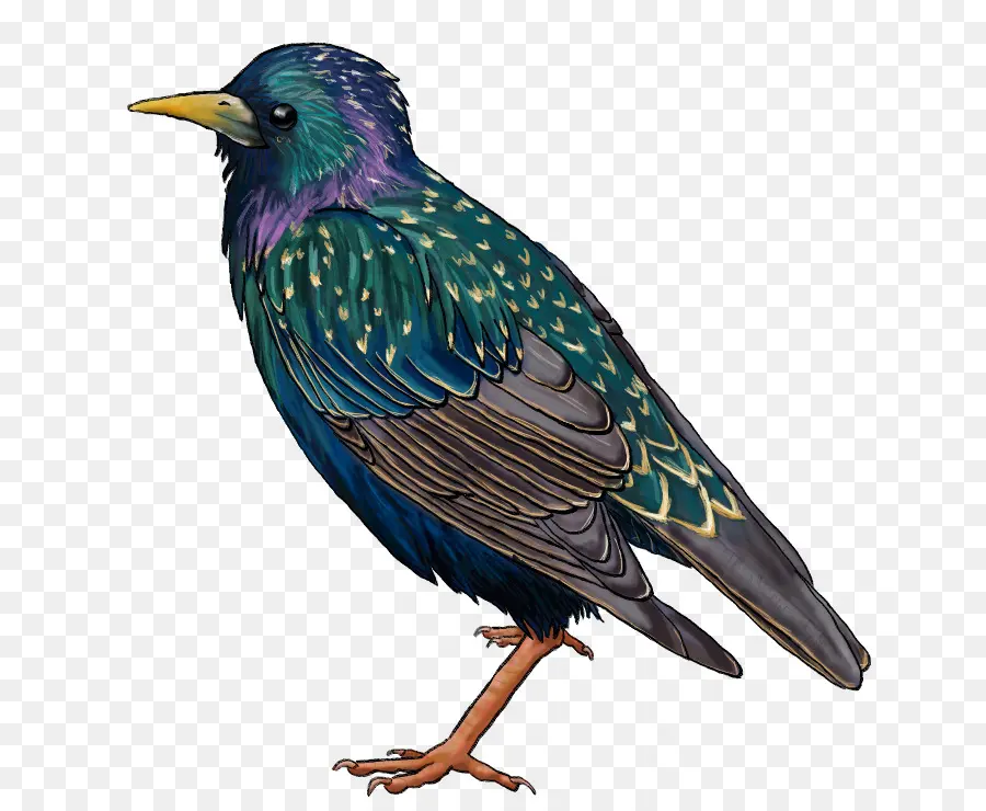 Comum Starling，Desenho PNG