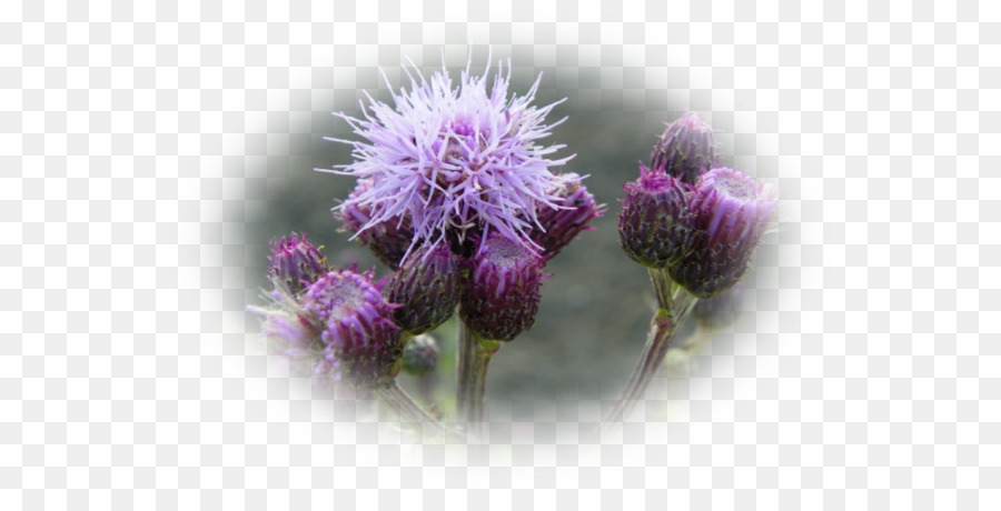 Thistle，Cardoon PNG