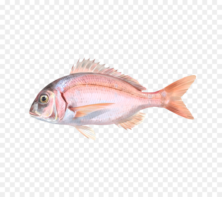 Peixe，Frutos Do Mar PNG