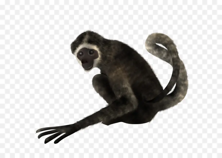 O Macaco Aranha，Photoscape PNG