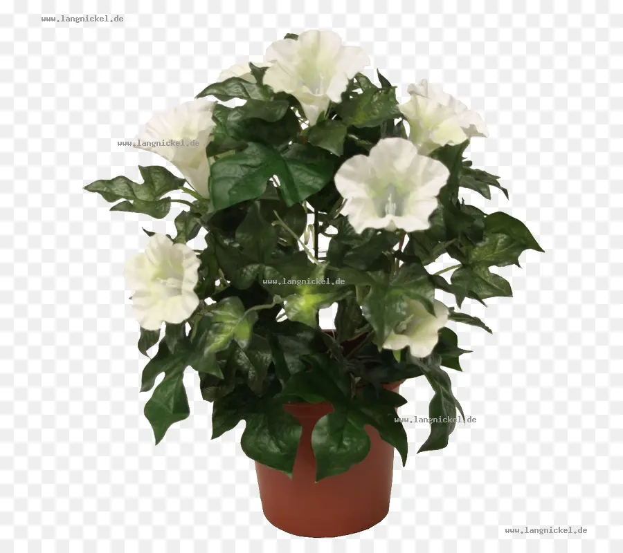 Flores Brancas，Folhas Verdes PNG