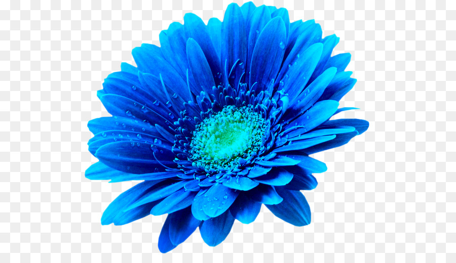 Flor Roxa，Florescer PNG