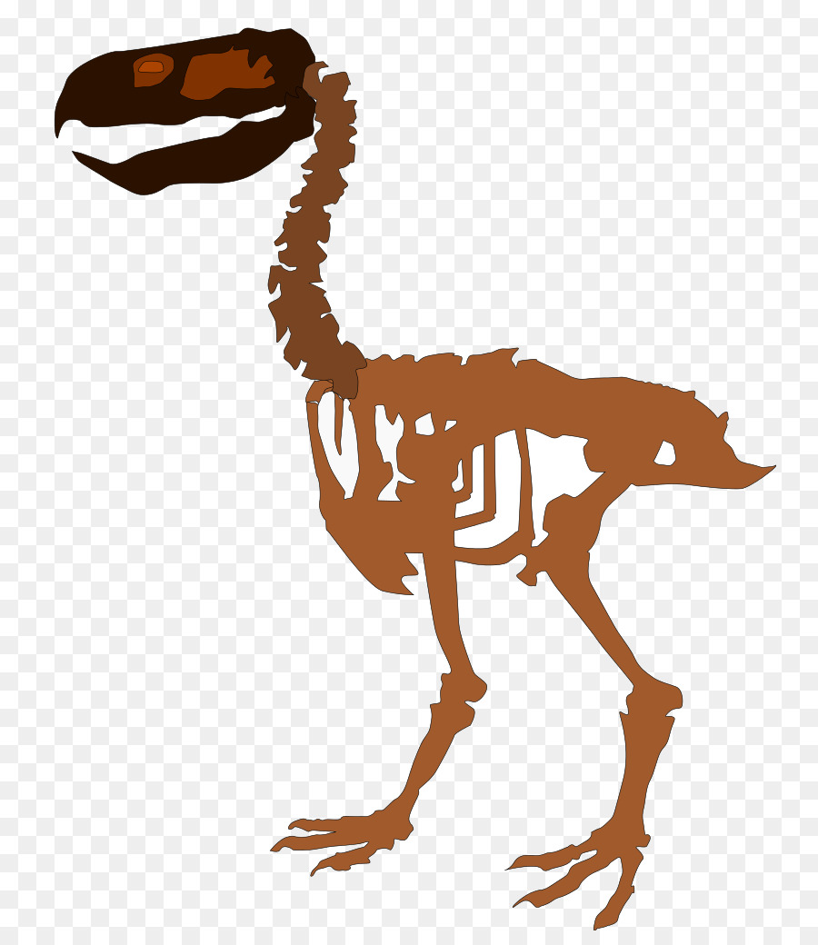 Esqueleto De Dinossauro，Fóssil PNG