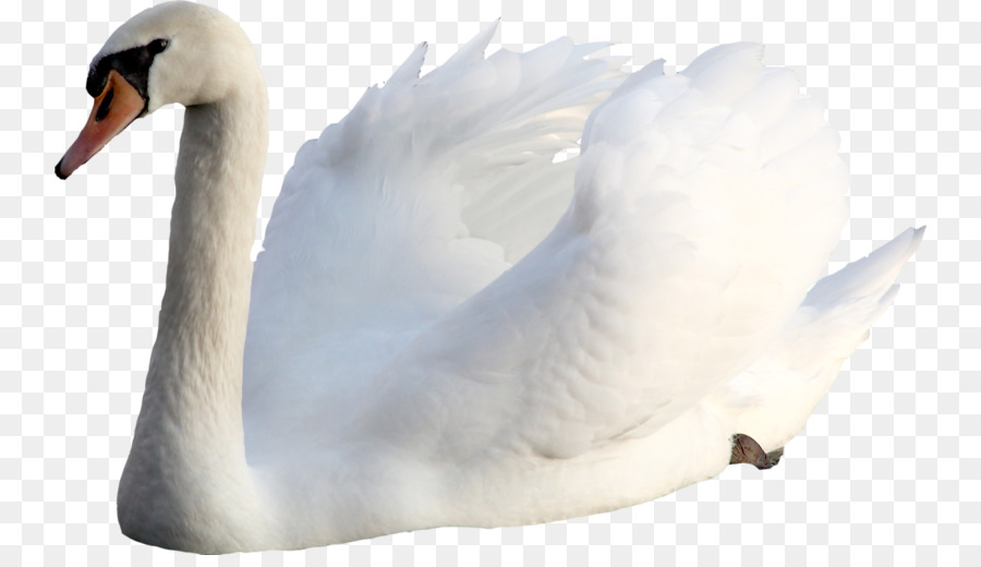 Cisne，Pássaro PNG