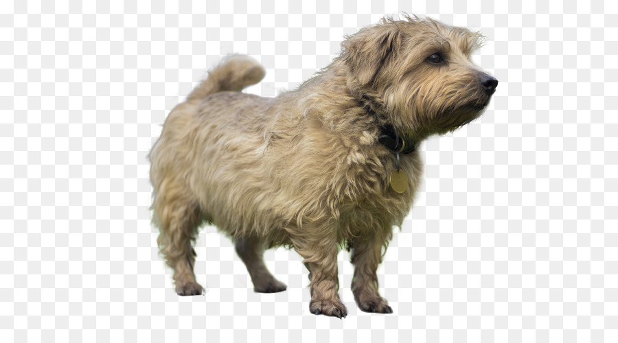 Glen Do Imaal Terrier，Norwich Terrier PNG