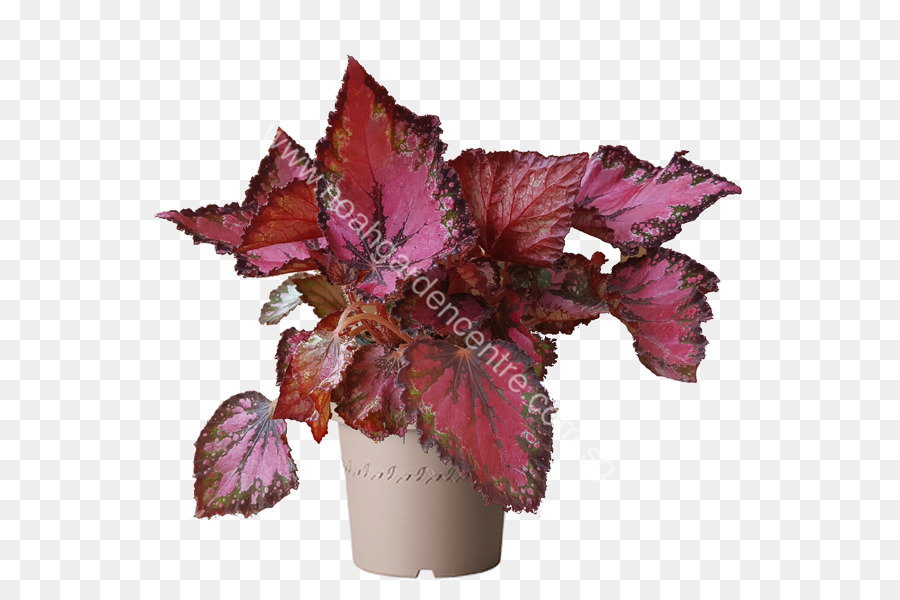 Paintedleaf Begônia，Planta PNG