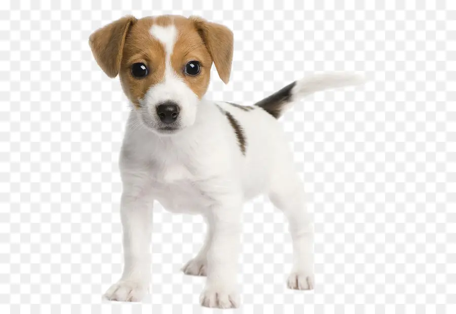 Jack Russell Terrier，Parson Russell Terrier PNG