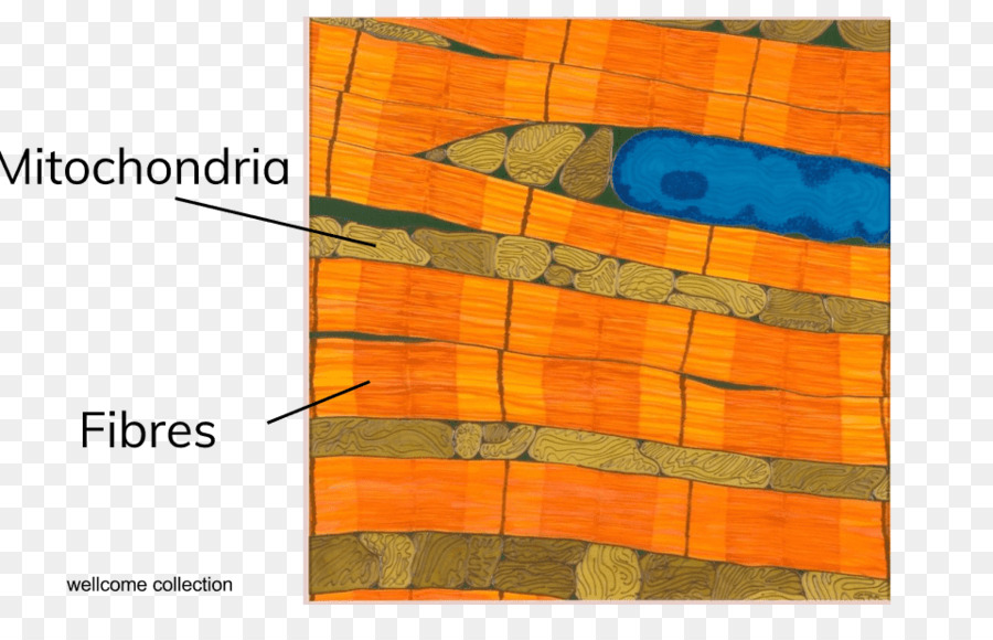 Célula，M083vt PNG