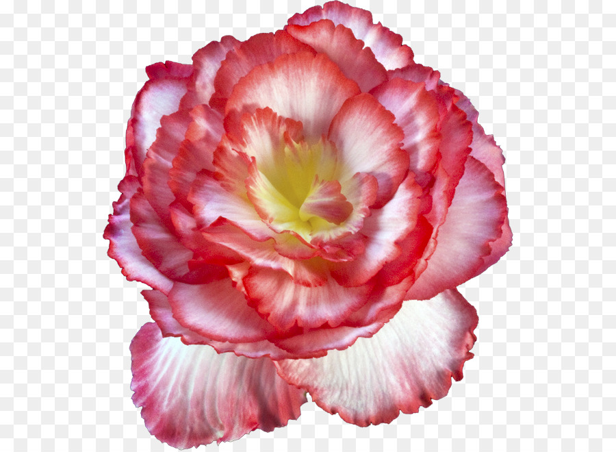 Coroa，Flor PNG