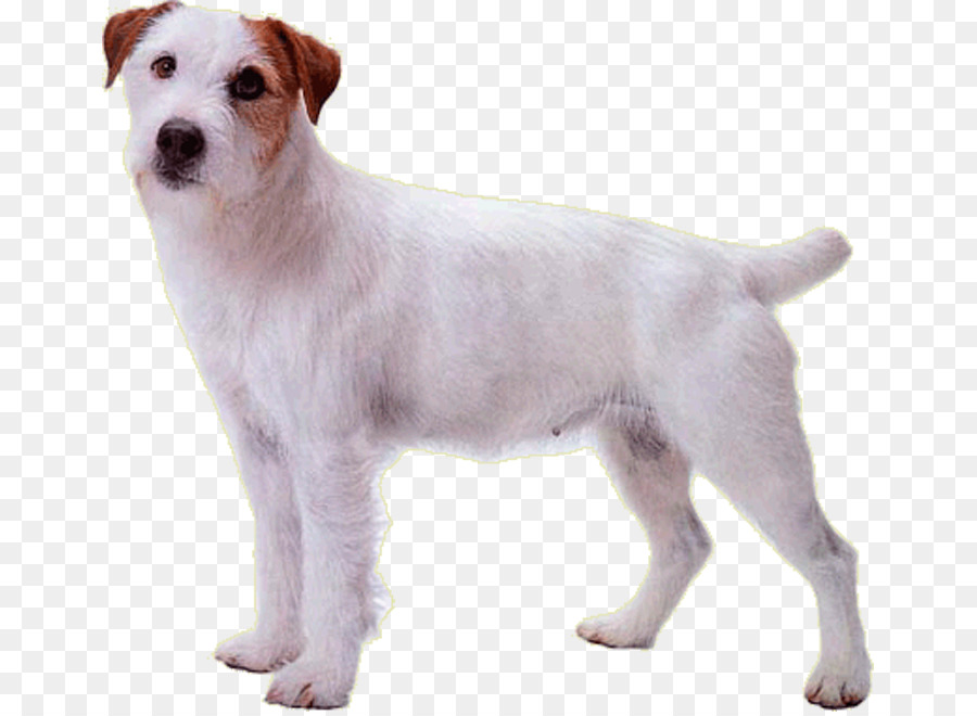 Jack Russell Terrier，Parson Russell Terrier PNG