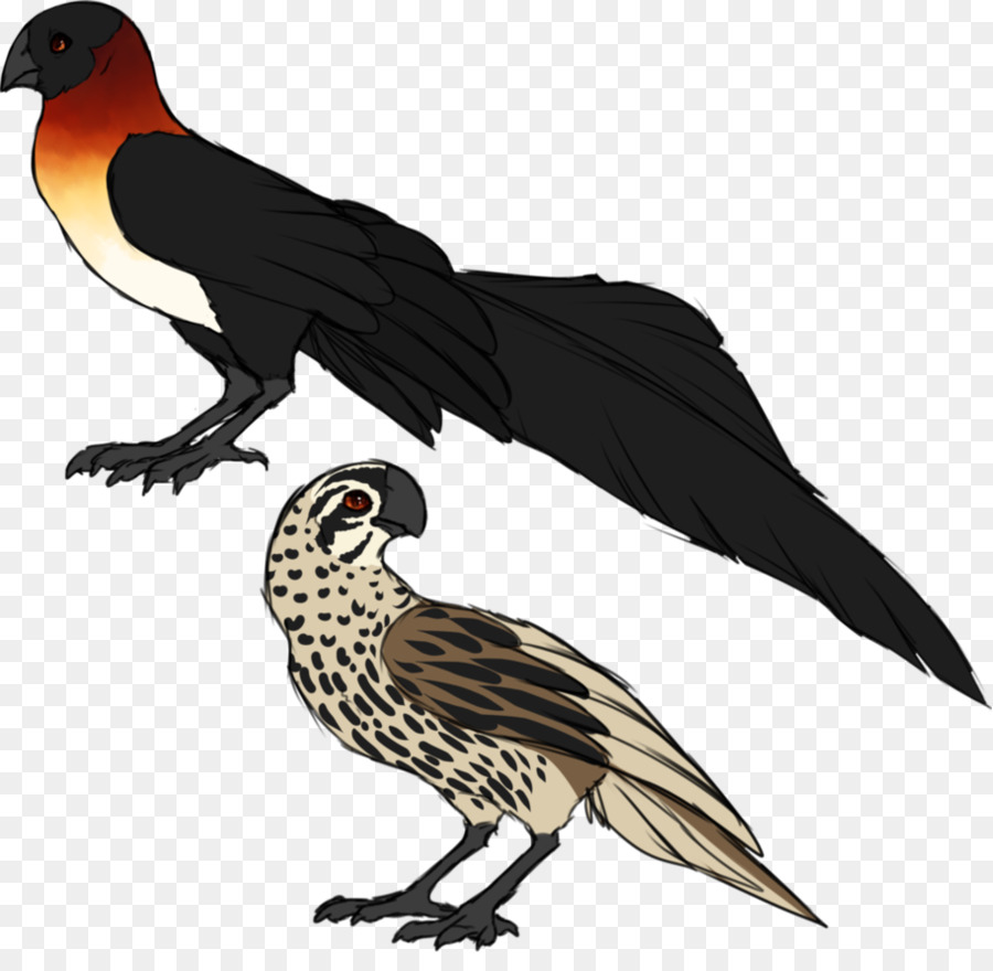 Finch，Bico PNG