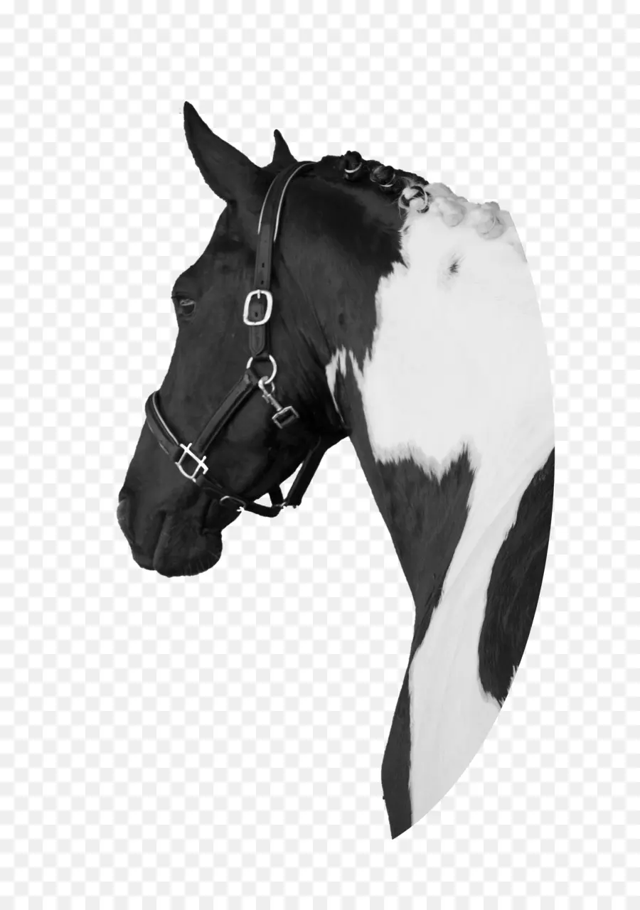 Cavalo，Preto E Branco PNG