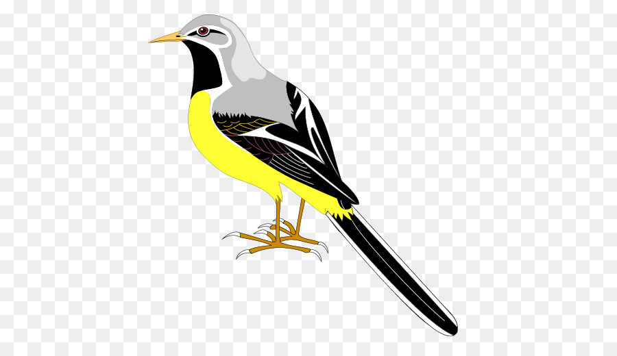 Aves，Desenhar Aves PNG