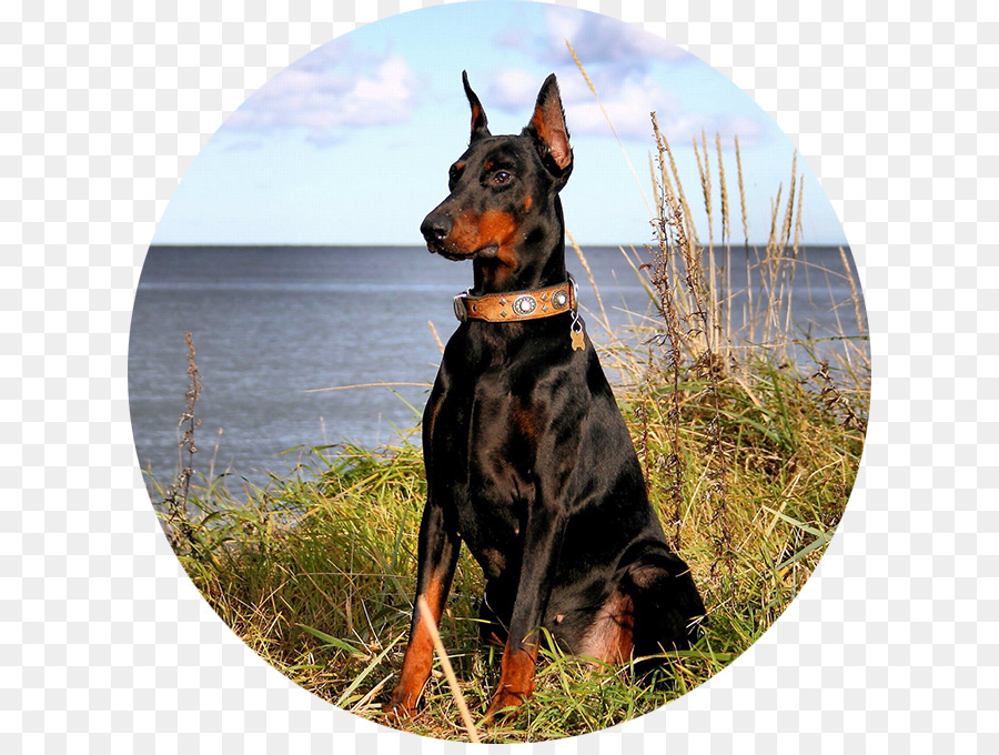 Cachorro Doberman，Doberman PNG