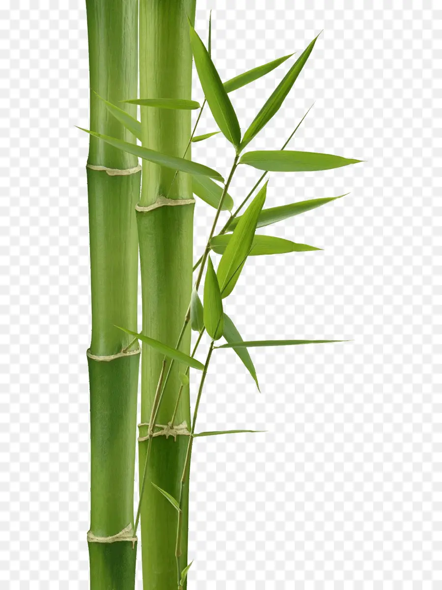 Bambu，Bambu Têxteis PNG