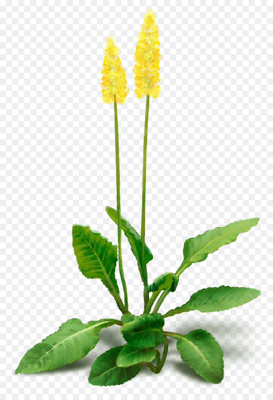 Flor，Planta PNG