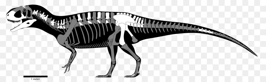 Yangchuanosaurus，Sinraptor PNG