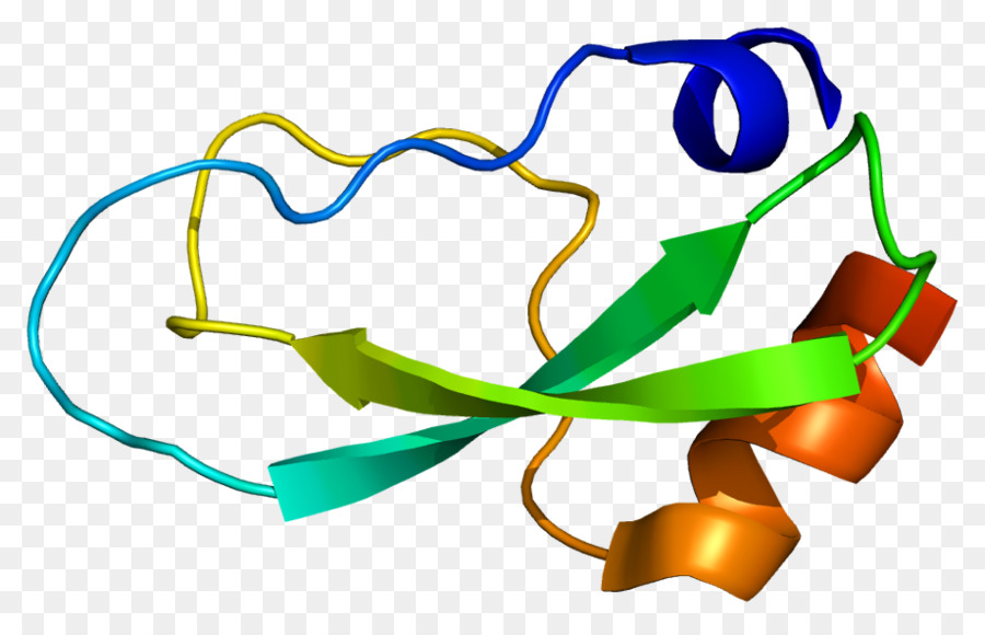 Estrutura Proteica，Molécula PNG