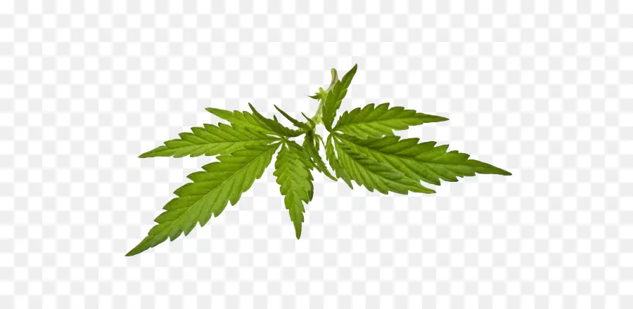 Cannabis，Comum PNG