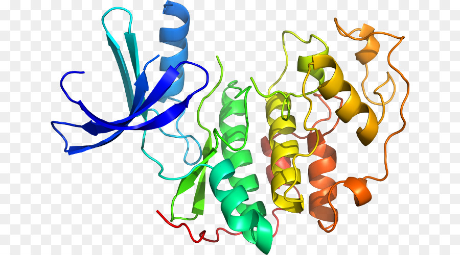 Estrutura Proteica，Biologia PNG