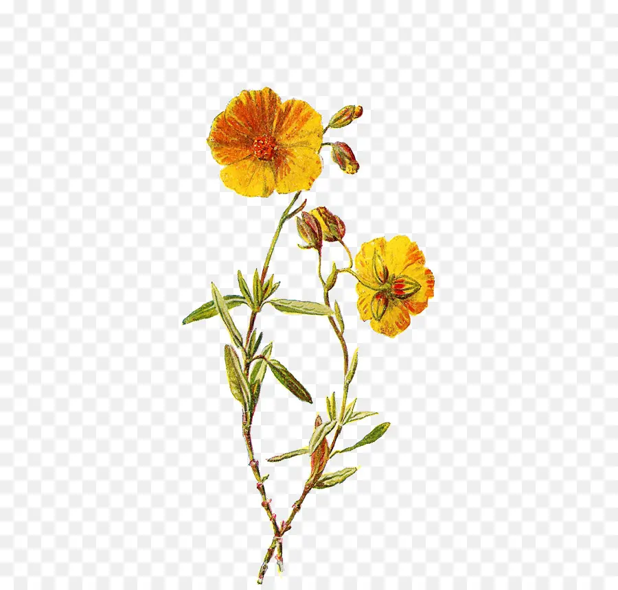 Familiar Flores Silvestres，Botânico Ilustração PNG