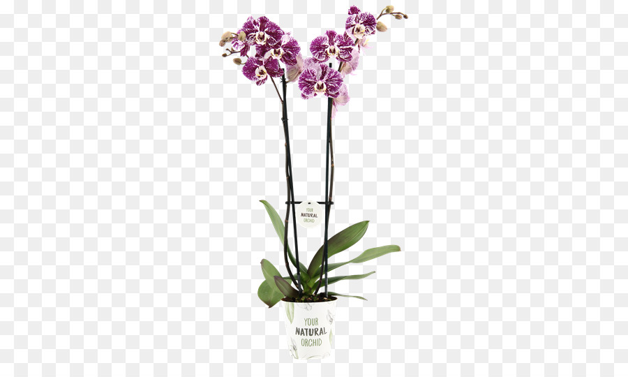 Orquídea，Flor PNG