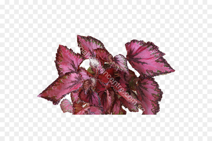 Paintedleaf Begônia，Folha PNG