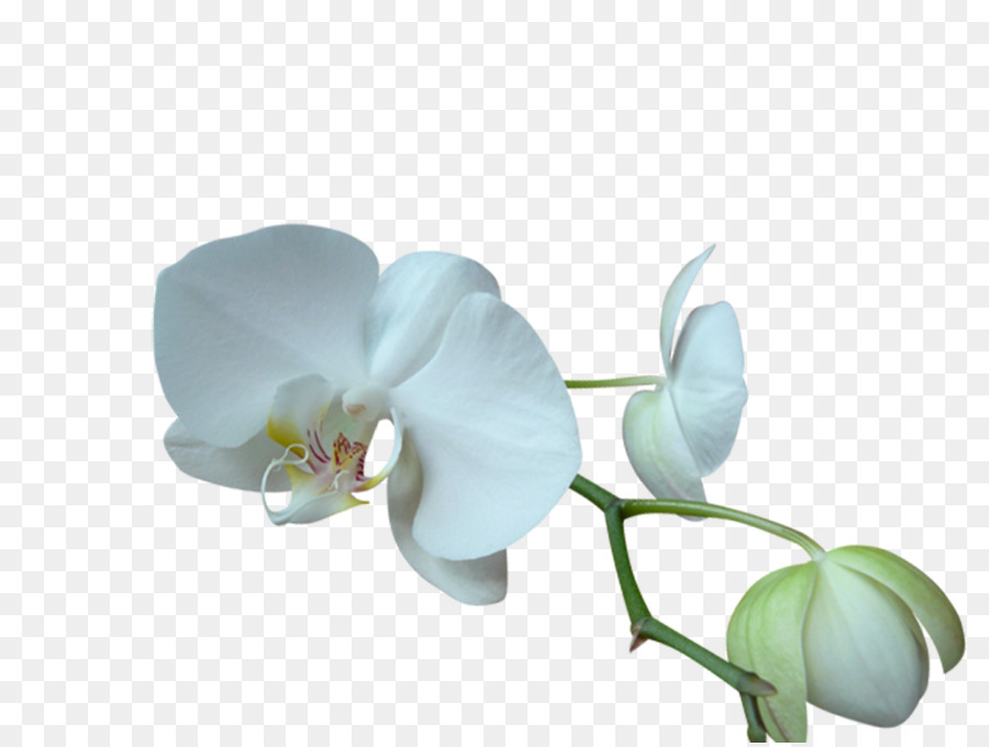 Orquídeas Brancas，Florescer PNG