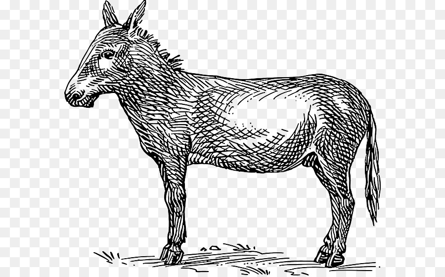 Mula，Burro PNG