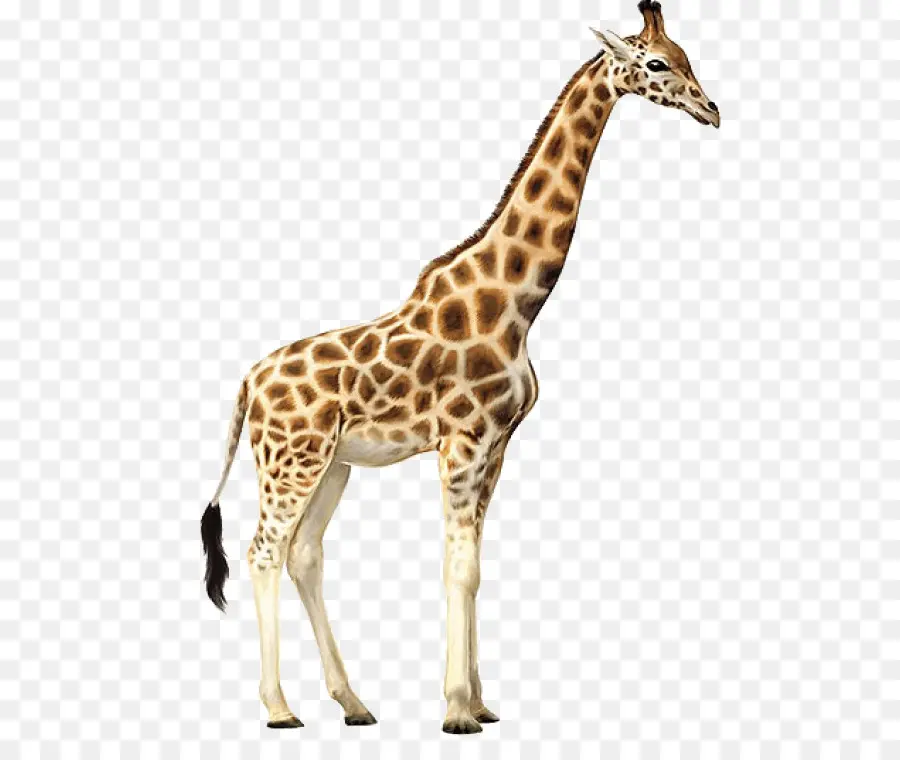 Girafa，Alto PNG