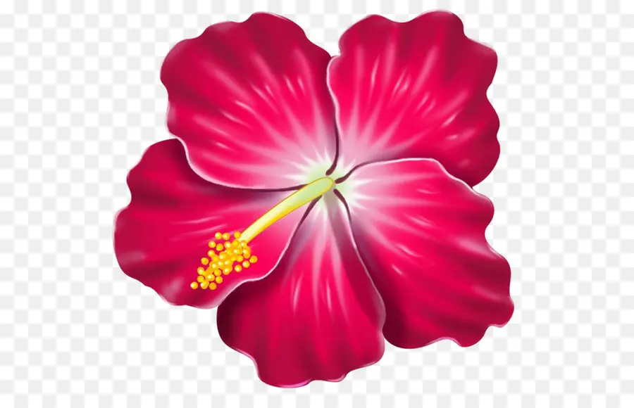 Hibiscus，Havaiano De Hibisco PNG
