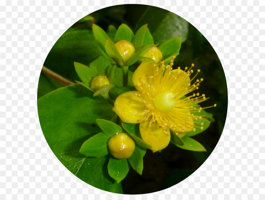 Hypericum， PNG