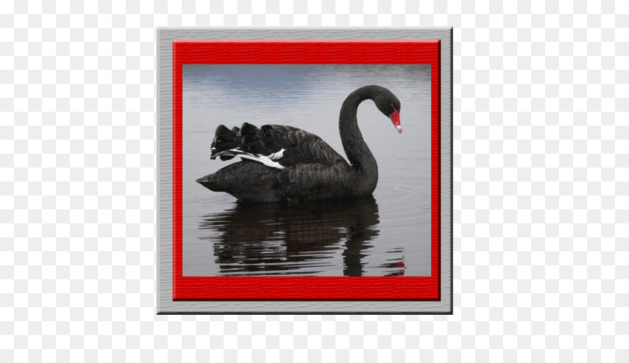 Cisne Negro O Impacto Do Altamente Improvável，Aves PNG