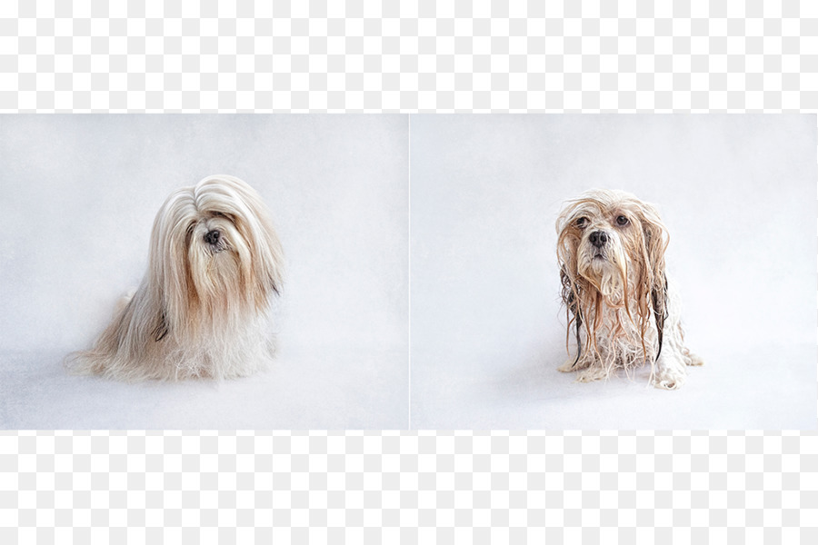 Lhasa Apso，Filhote De Cachorro PNG