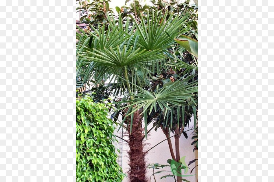 Asiática Palmyra Palma，Arecaceae PNG