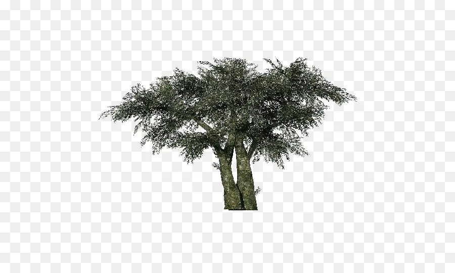 árvore，Azeite De PNG