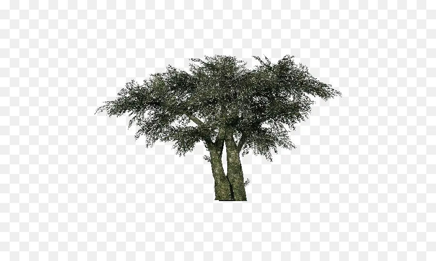 Árvore Verde，Natureza PNG