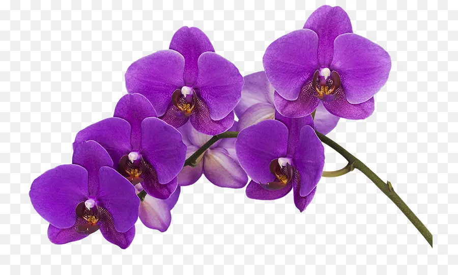 Orquídeas，Cor PNG