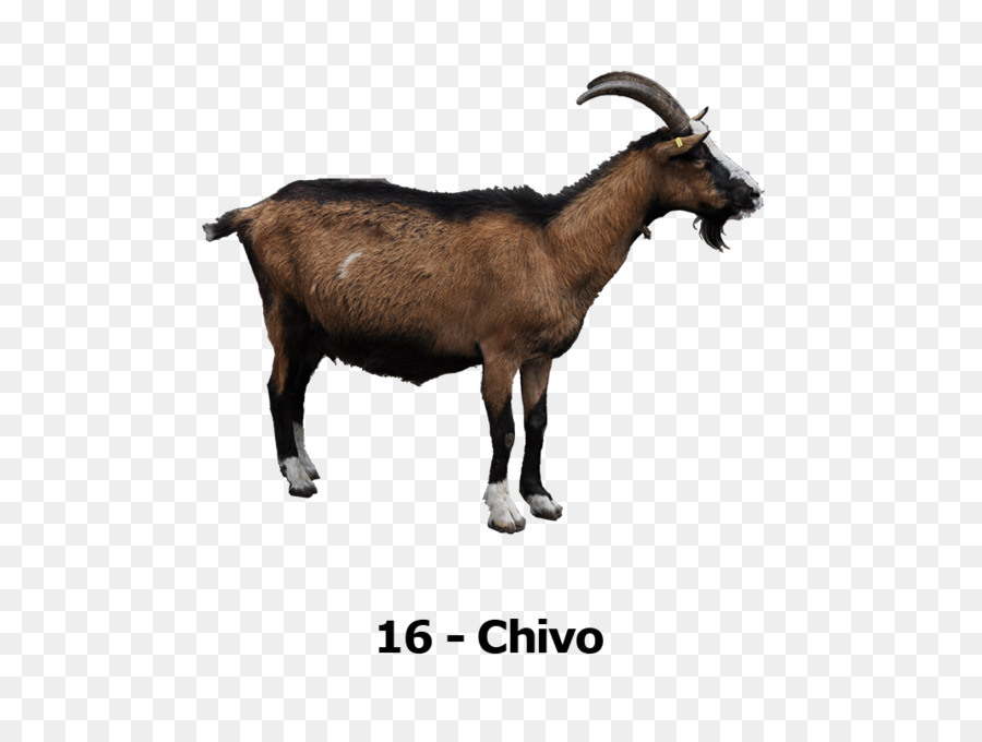 Cabra，Chivo PNG