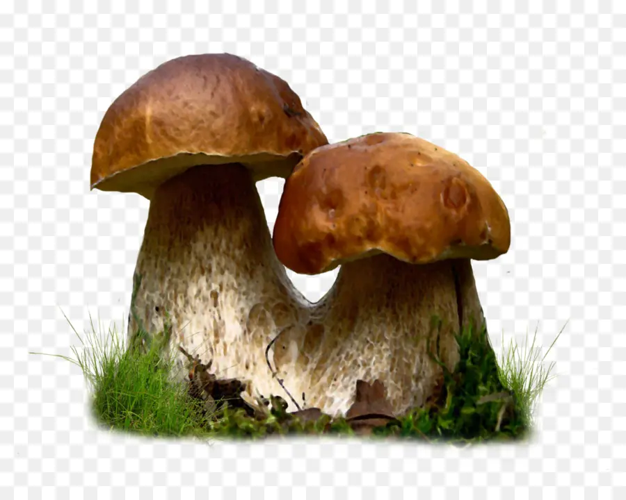 Cogumelos，Fungos PNG