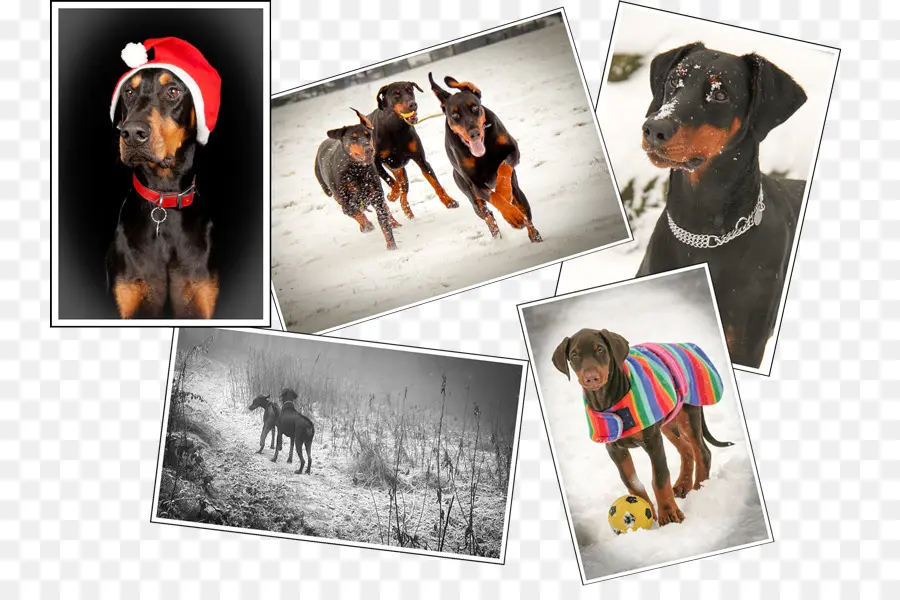 Cães Dobermann，Animais De Estimação PNG