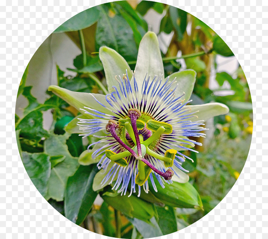 Flor Da Paixão，Natureza PNG