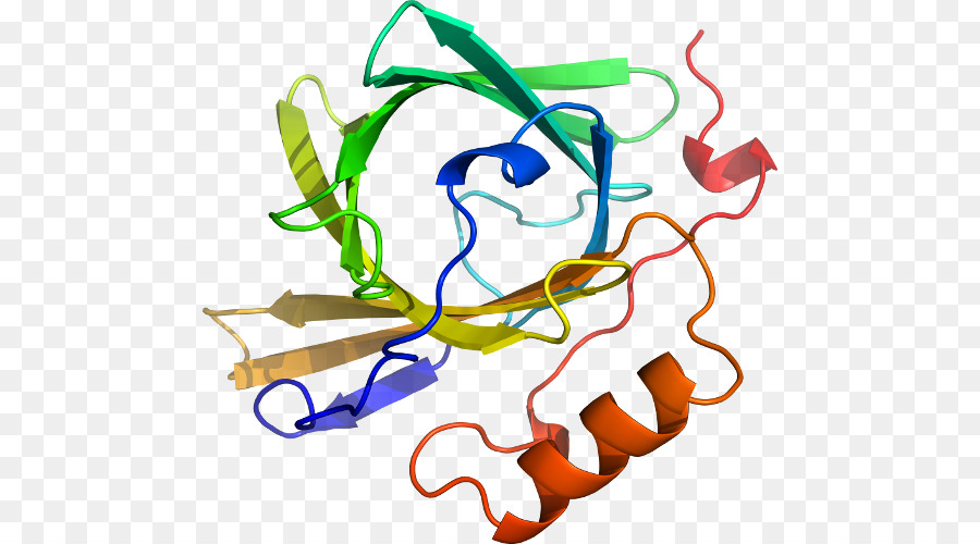 Estrutura Proteica，Biologia PNG